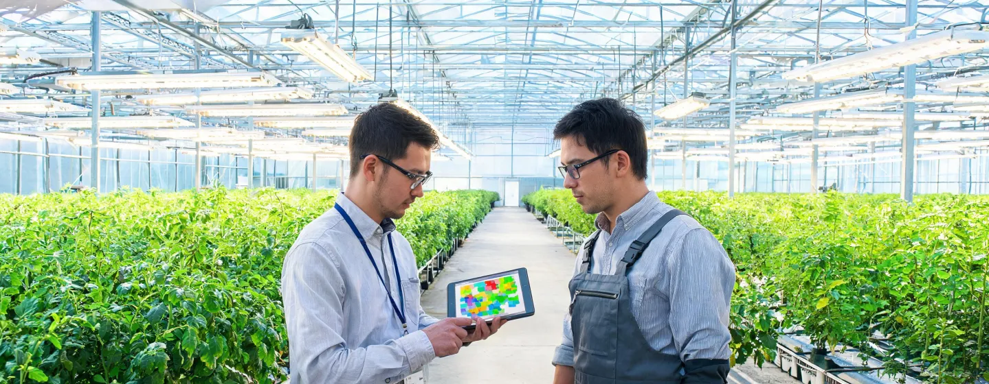 Grower reviewing a greenhouse lighting plan