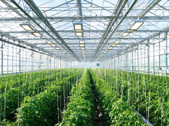 Supplemental lighting in glasshouse