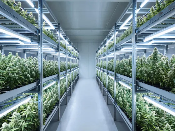 Cannabis cultivation room lighting