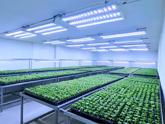 Propagation room under grow lights
